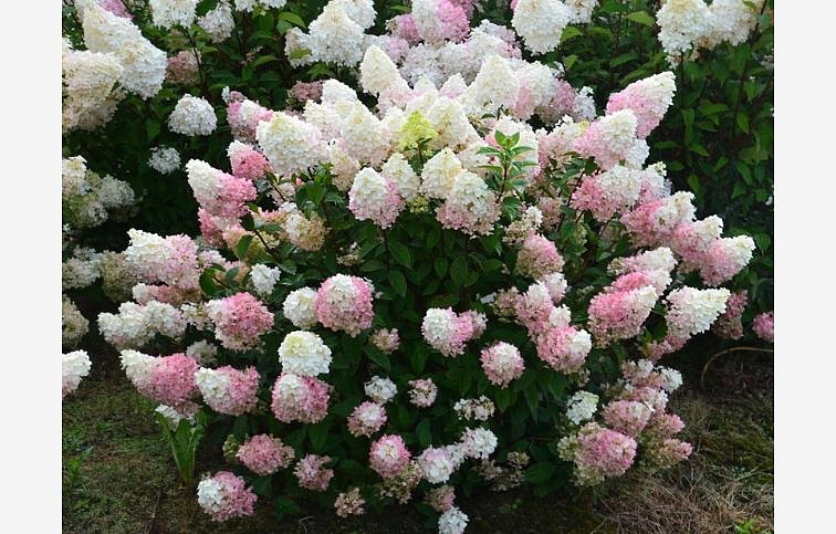 Hortenzia metlinatá Sundae Fraise cca 20 cm, kont. 3 l