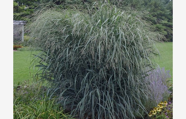 Proso prútnaté Blue Fountain - Panicum, kont. 1 l