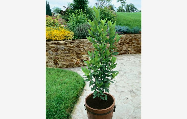 Vavrín pravý - Bobkový list 20-40 cm, kont. p14