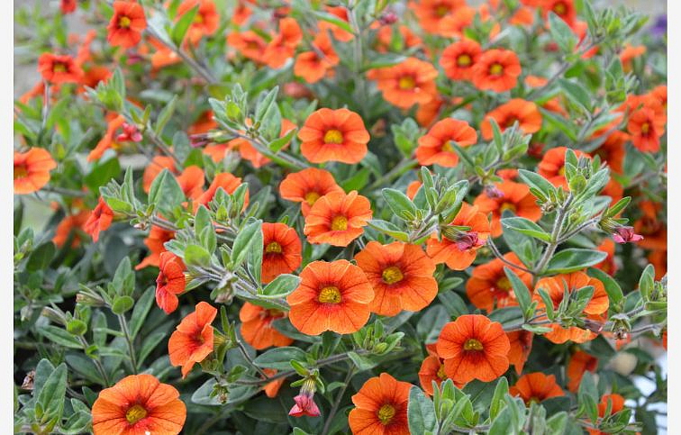 Minipetúnia Million Bells Unique Orange - Calibrachoa, kont. 0,5 l