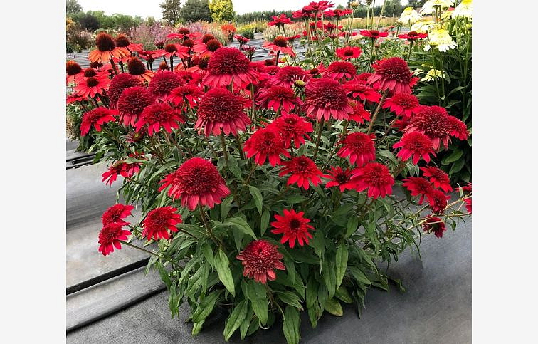 Echinacea purpurová Sunny Days Ruby, kont. 1 l