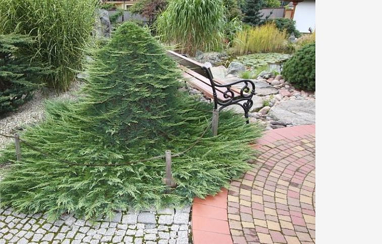 Borievka rozprestretá PRINCE OF WALES na kmienku, výška 50-60 cm, kont. 5 l