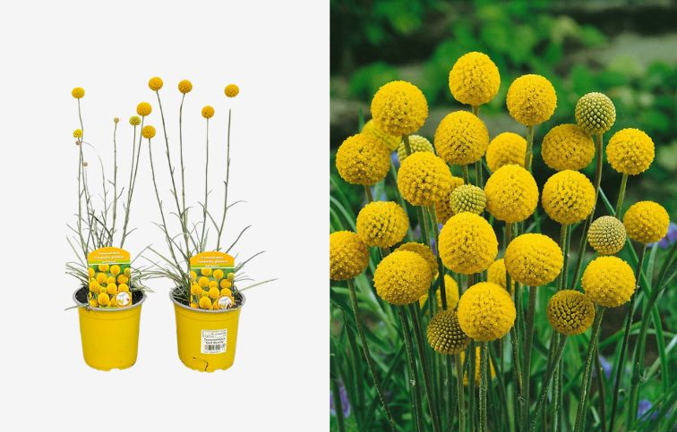 Kraspédia guľovitá Golf Beauty 25-30cm, kont. p13