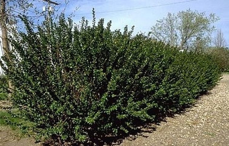 Skalník lesklý 20-40cm - Cotoneaster lucidus kont. 2 l