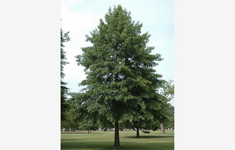 Dub močiarny 300-400 cm, obvod kmeňa 6-8cm, kont. 25 l