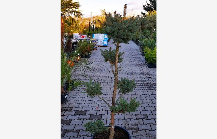 Smrek pichľavý Hoopsii bonsaj 120-150 cm, kont. 35 l