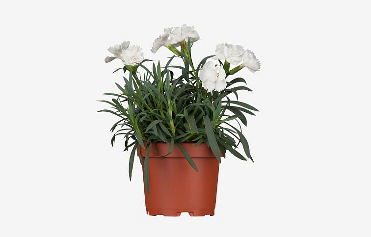 Klinček slzičkový Albus - Dianthus deltoides, kont. 0,5 l