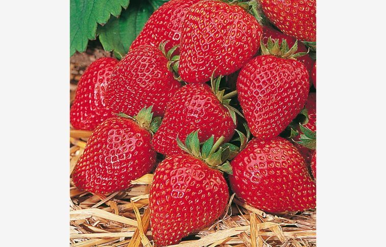 Jahoda previsnutá stálerodiaca Elan White - Fragaria, kont. 0,5 l