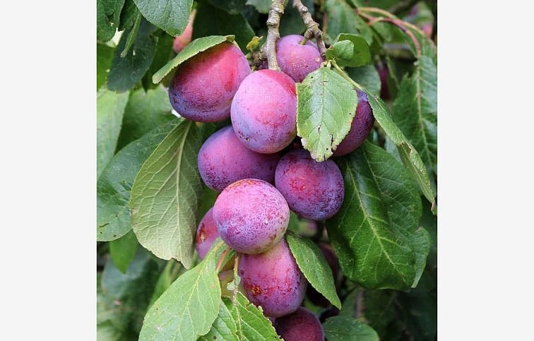 Ringlota Opál, podp. Alycza, voľnok.