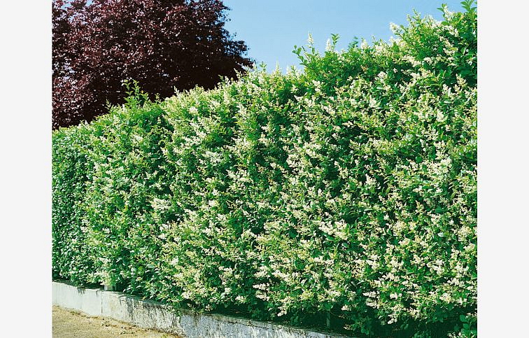 Vtáčí zob vajcovitolistý 70-100 cm, kont. 3 l