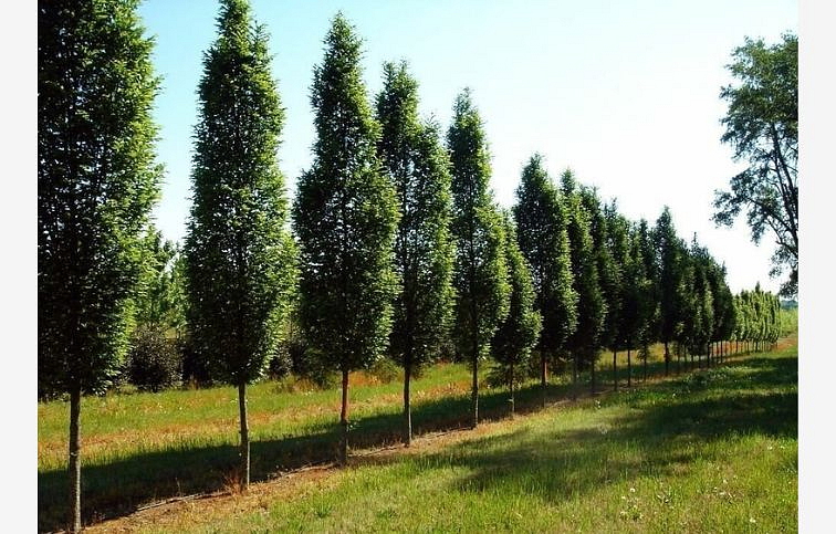 Hrab obyčajný Fastigiata 200-250 cm, kont. 25 l