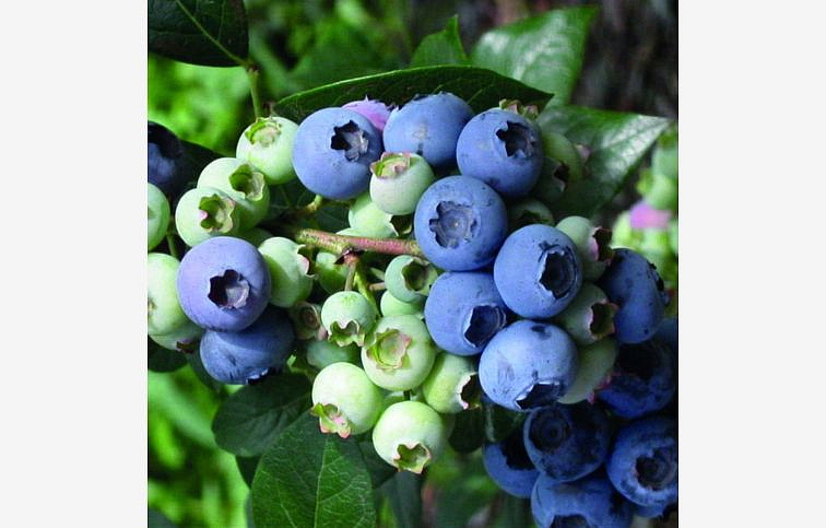 Čučoriedka kanadská Elliot 50-80cm, kont. 3 l