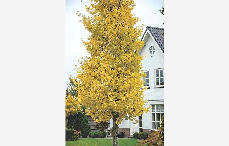 Ginko dvojlaločné Fastigiata Blagon 140-180 cm, rozvetvený, kont. 30 l