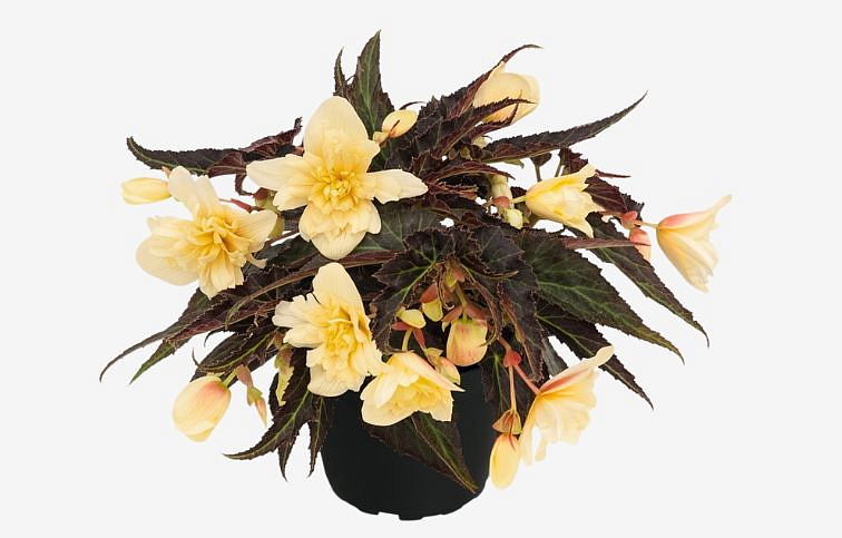 Begónia Summer Wings Double Cream, kont. 0,7 l