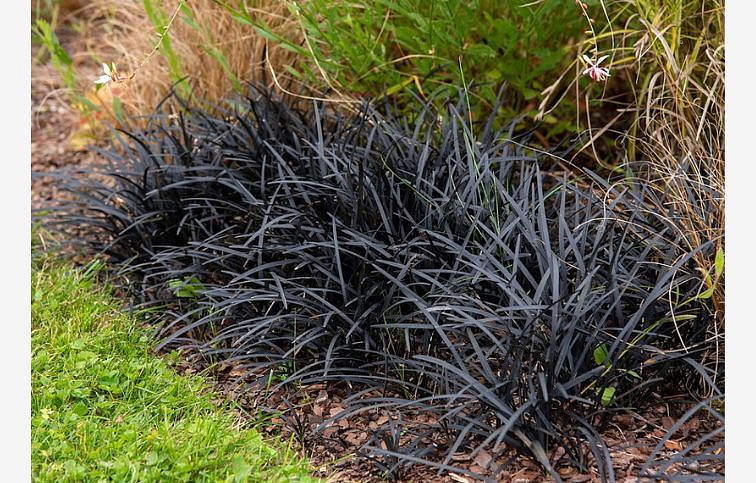 Bradník plocholistý - Ophiopogon Nigrescens, kont. 0,5 l