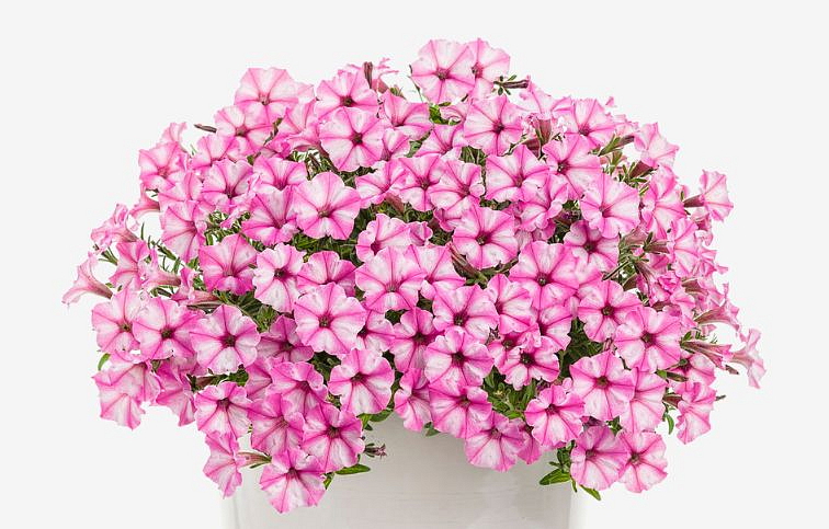 Petúnia Supertunia Vista Mini Vista Pink Star, kont. 0,5 l