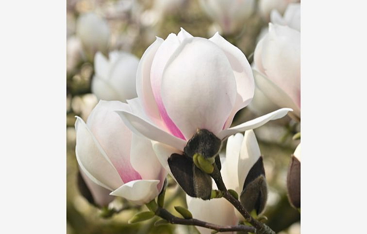 Magnólia Manchu Fan 100-120cm, kont. 10 l