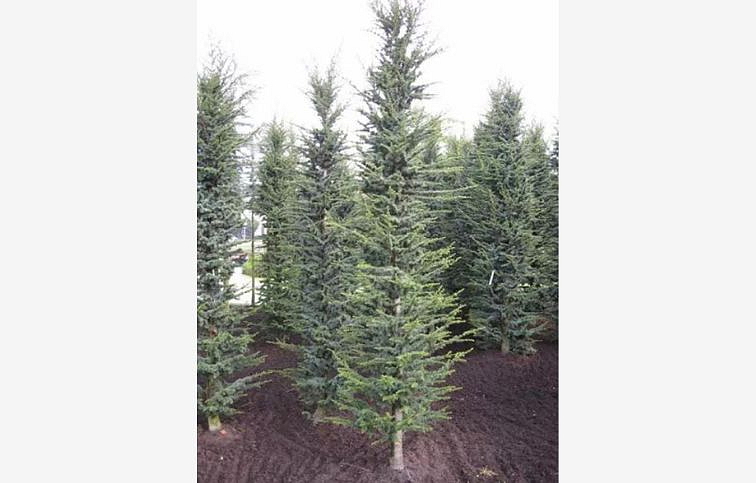 Céder libanonský Fastigiata 110-140 cm rozvetvený, kont. 9 l