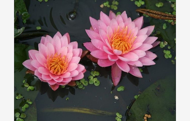 Lekno American Star Pink, kont. p11