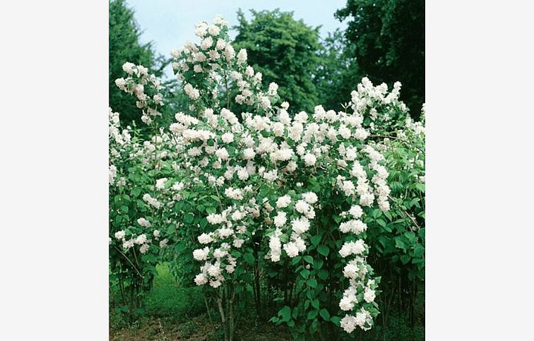 Pajazmín Minnesota Snowflake 20-40cm - Philadelphus kont. 2 l