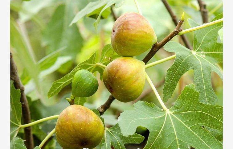 Figovník Brogiotto Bianco na cca 70-90cm kmienku, v. 140-180cm, obv. km. 6-8cm, kont. 15 l