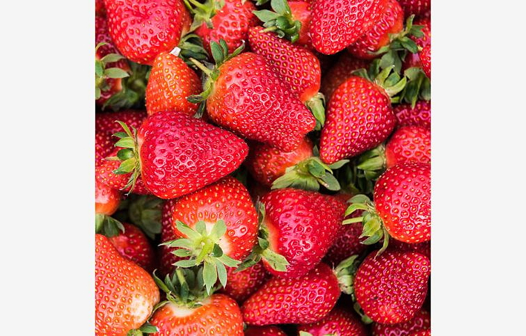 Jahody stálerodiace Murano - Frigo sadba A, zväzok 10 ks