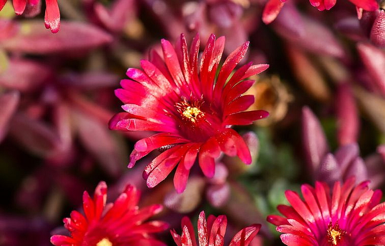 Poludňovka Desert Dancer Red - Delosperma, kont. 0,5 l