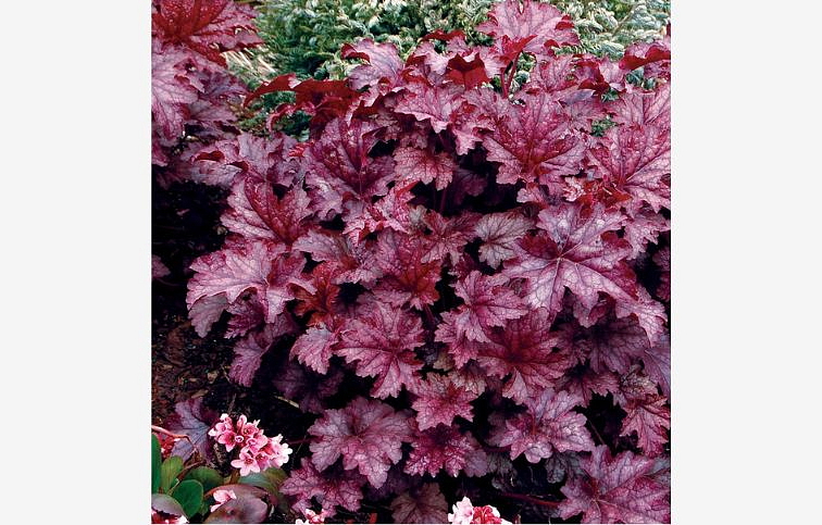 Heuchera Amethyst Myst, kont. 0,5 l