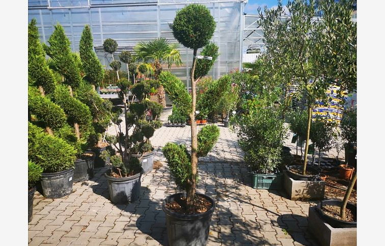 Cyprusovec leylandský bonsaj 180-200 cm, kont. 45-55l