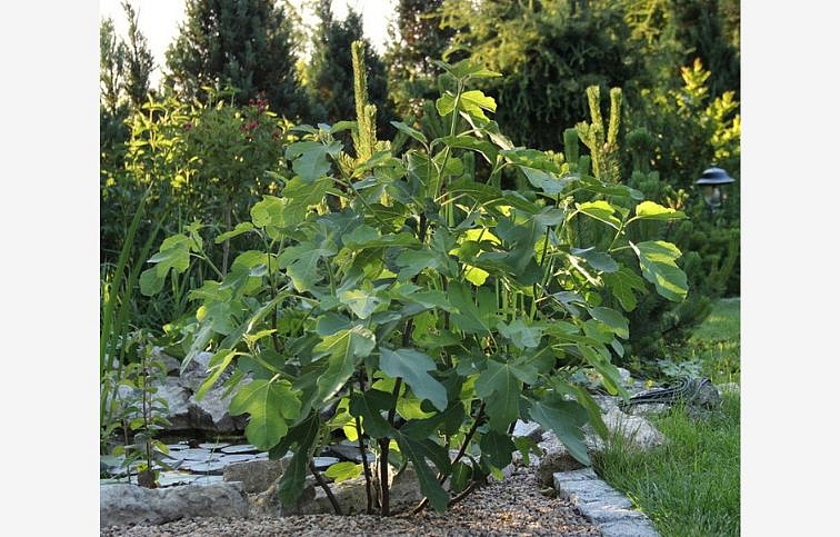 Figovník PERETTA 30-40 cm, kont. 2 l