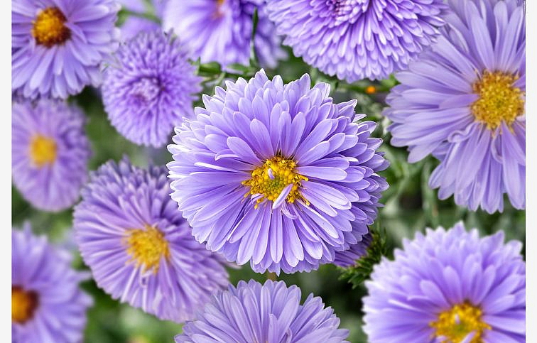 Astra novobelgická Marie Ballard - Aster, kont. 0,5 l