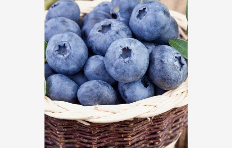 Čučoriedka kanadská Darrow 40-60 cm, kont. 1 l