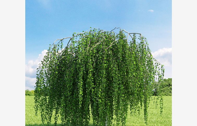 Breza previsnutá na kmienku 300-400 cm, obvod kmeňa 8-10cm, kont. 30 l