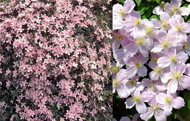Plamienok Montana Fragrant Spring 50-60 cm - Clematis, kont. p15