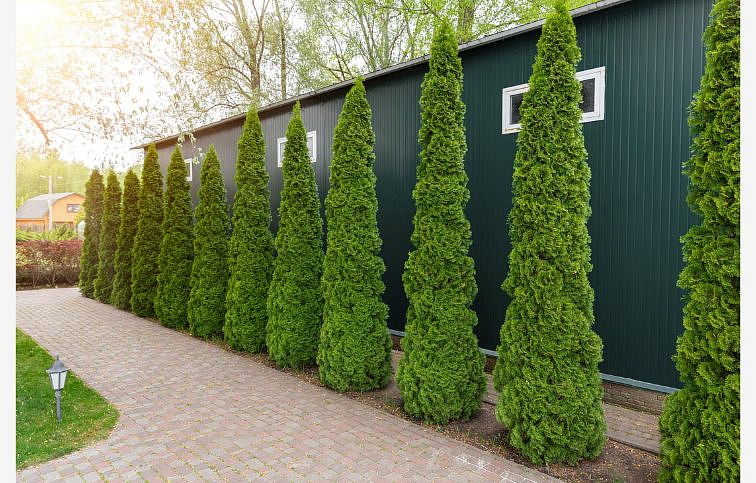 Tuja západná Smaragd 30-40 cm, kont. p9