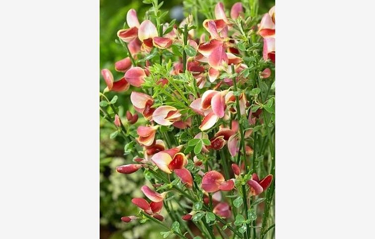 Zanoväť Maria Burkwood 30-40 cm - Cytisus, kont.p14