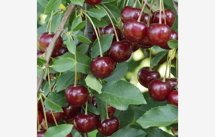 Višňa UJFEHERTOI FURTOS podp. mahalebka, voľnok.