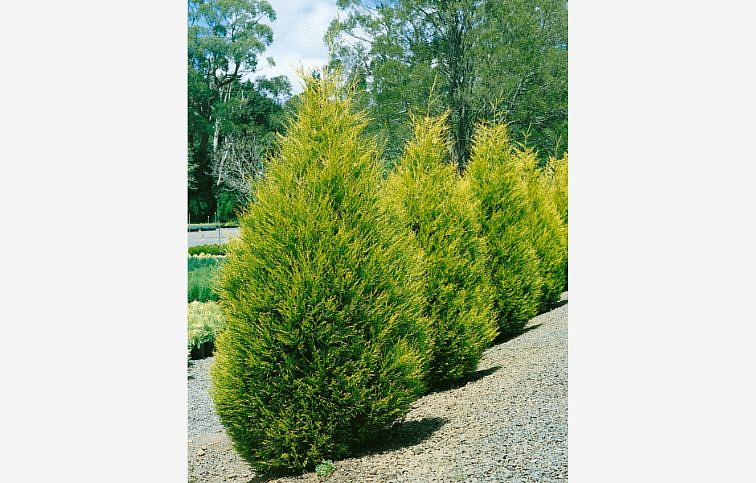 Cyprusovec leylandský Gold Rider 80-125 cm, kont. 9 l