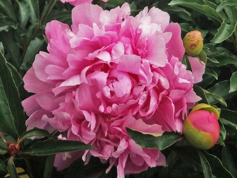 Pivonka bylinná Monsieur Jules - Paeonia lactiflora kont. 1,5 l