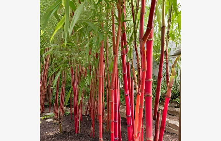 Fargesia Red Dragon neinvazívny 20-30cm, kont. p10