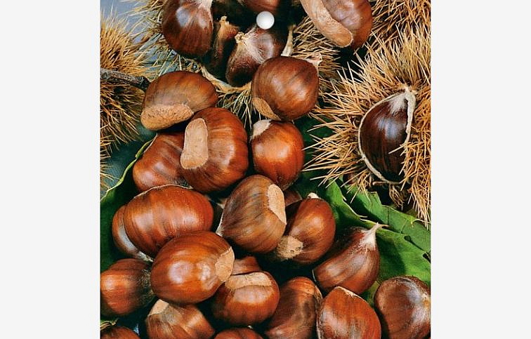 Gaštan jedlý 50-80 cm, kont. C5