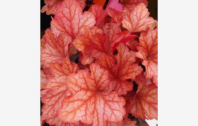 Heuchera Paprika, kont. 0,5 l
