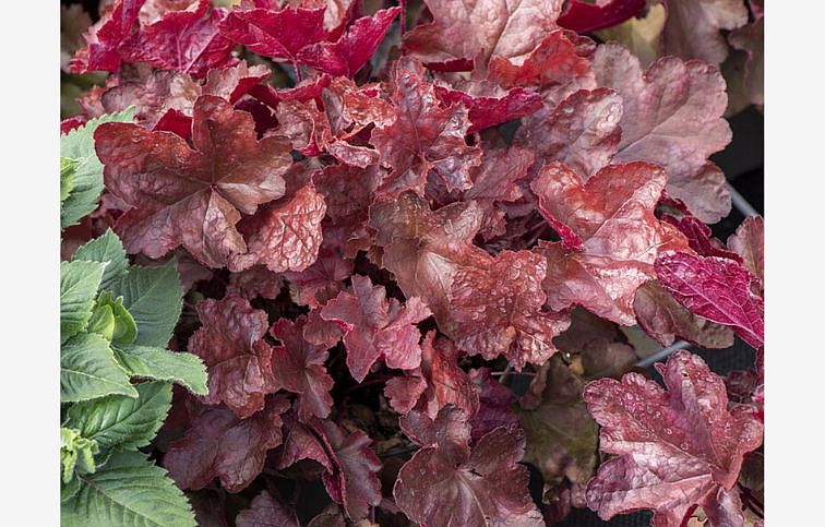 Heuchera World Caffe Vienna, kont. 0,5 l