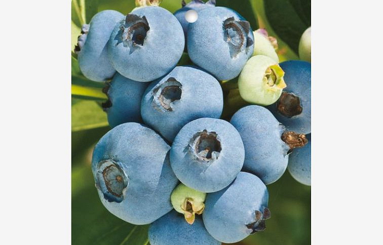 Čučoriedka kanadská Hannahs choice 40-60 cm, kont. 1,5 l