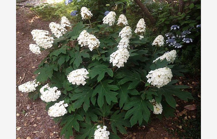 Hortenzia dubolistá Snow Queen 30-40 cm, kont. C2