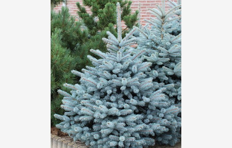 Smrek pichľavý Super Blue 30-40 cm, kont. 2 l