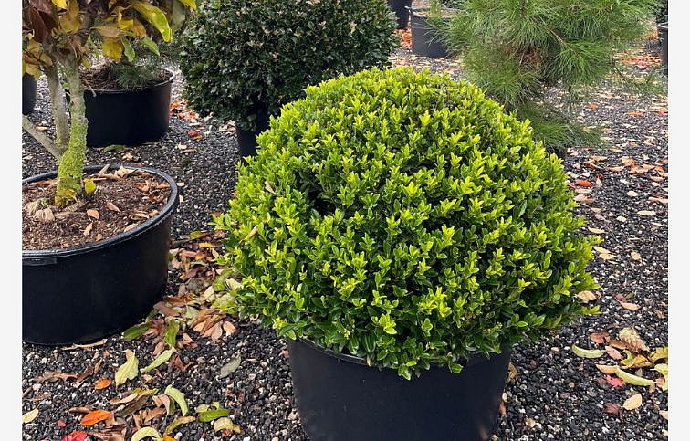 Cezmína Kanehirae 30-50 cm, kont. 3 l