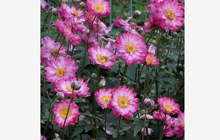 Veternica japonská Margarete - Anemone, kont. 0,5 l