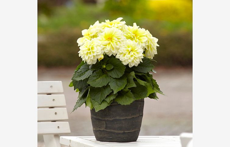 Georgína Dahlietta Select Shirley - Dahlia, kont. 0,7 l