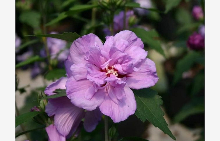 Ibištek sýrsky Ardens 30-40cm, kont. 2-3 l